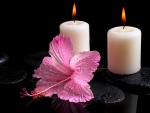 Dos velas blancas encendidas y una espléndida flor rosa