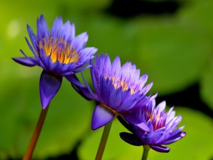 Tres bellas flores color púrpura