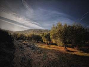 Postal: Un campo de olivos al atardecer