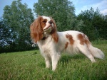 Un curioso y atractivo perro "Cavalier King Charles Spaniel"