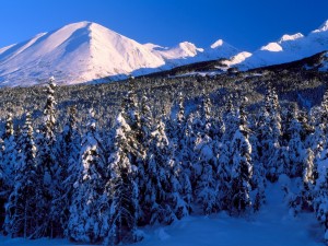 Un cielo azul sobre las montañas y pinos nevados