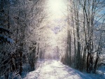 Carretera cubierta de nieve iluminada por el sol