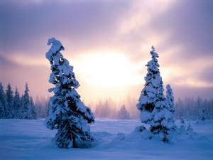 Postal: El sol entre dos abetos cubiertos de nieve