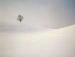 Árbol solitario en la nieve
