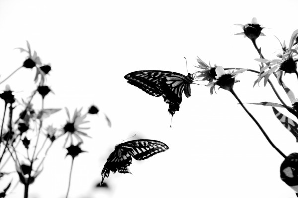 Imagen en blanco y negro de dos mariposas entre las flores