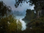 Niebla sobre la vegetación del lago