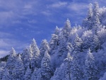 Cielo azul sobre los pinos cubiertos de nieve