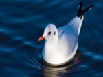 Una jovial ave blanca en el agua