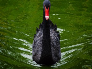 Frente a un bello cisne negro