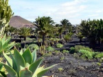 Jardines de la "Fundación César Manrique" Lanzarote (Islas Canarias)