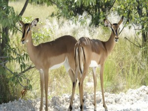 Impalas en el Parque Nacional Etosha (Namibia)