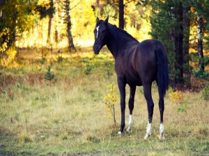 Un bonito caballo negro en la naturaleza