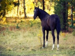 Un bonito caballo negro en la naturaleza