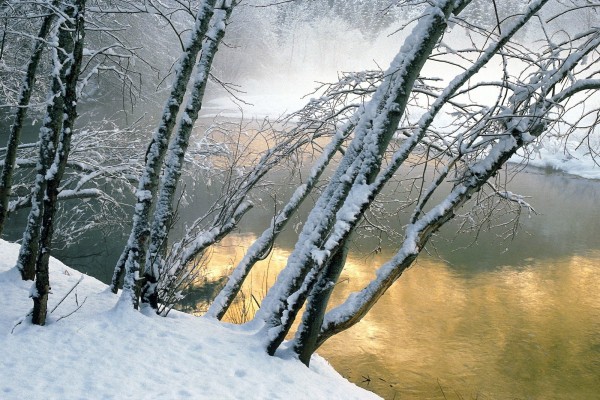 Árboles cubiertos de nieve en la orilla del río