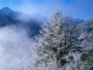 Niebla entre los árboles nevados