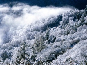 Postal: Niebla por encima de los árboles