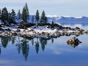Postal: Pinos verdes y nieve junto al lago