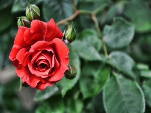 Una rosa y pimpollos en el rosal
