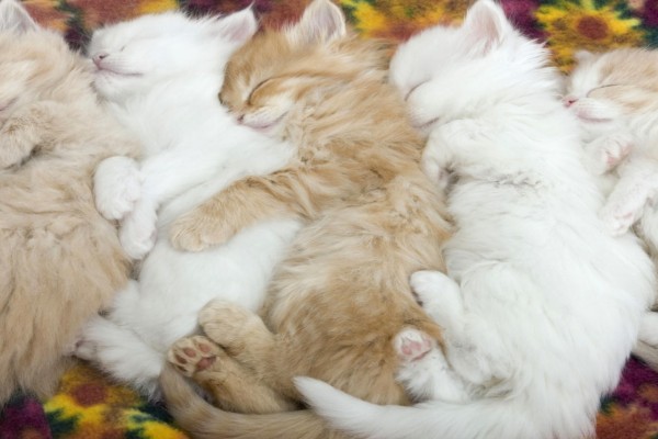 Gatos durmiendo uno al lado del otro