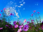 Espléndidas flores color lila en el campo