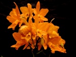 Elegantes orquídeas color naranja