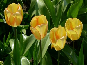 Vistosos tulipanes amarillos con el borde de los pétalos color naranja