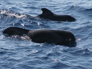 Calderones nadando cerca de la isla de Tenerife