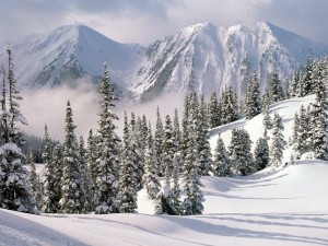 Postal: Nubes entre los pinos y las montañas nevadas