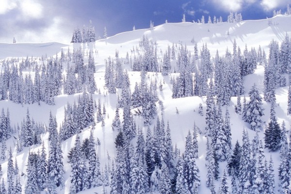 Ladera de una montaña cubierta de pinos y nieve