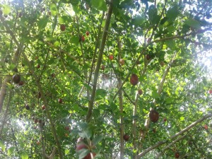 Gran árbol con frutos maduros