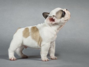 Postal: Un pequeño y bonito perro