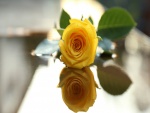 Una bella rosa amarilla reflejada en la mesa