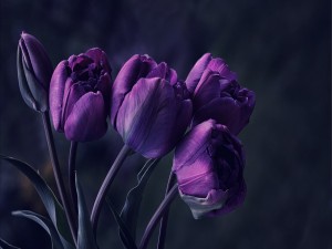 Vistosos tulipanes color púrpura