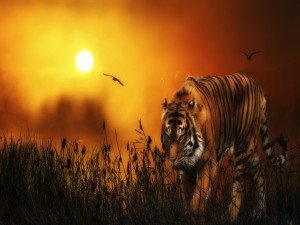 Un tigre y pájaros bajo los rayos del sol