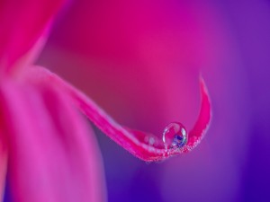 Una gota de agua sobre un pétalo de flor