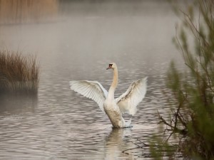 Cisne aleteando en el agua