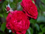 Delicadas rosas rojas y un pimpollo