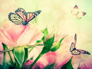 Las mariposas revolotean sobre unas rosas