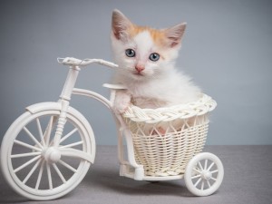 Gato en la cesta de un triciclo