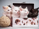 Tres gatitos dentro de una caja y uno fuera con un ovillo