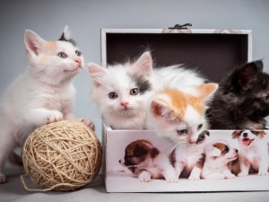 Postal: Gatitos jugando con un ovillo y una caja