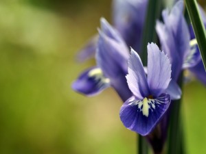 Flores con pétalos de color púrpura