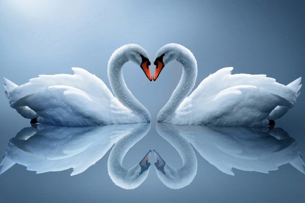 Dos puros, delicados y encantadores cisnes con un plumaje blanco