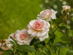 Elegantes rosas en una planta