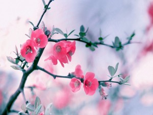 Maravillosas flores con pétalos rosas en las ramas