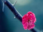 Espléndida y femenina flor de color fucsia