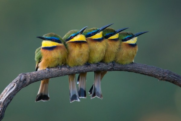 Coloridos pájaros posados en una rama