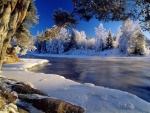 Árboles nevados en la orilla de un río
