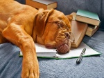 Un estudioso perro durmiendo sobre un libro