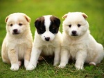 Tres pequeños cachorros sentados juntos en el césped